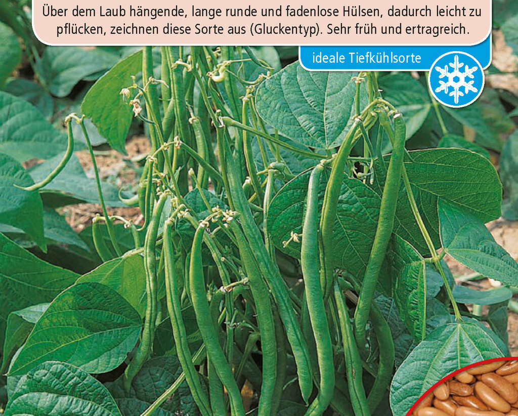 Samen Buschbohnen Maxi, Phaseolus vulgaris, Samen Dürr