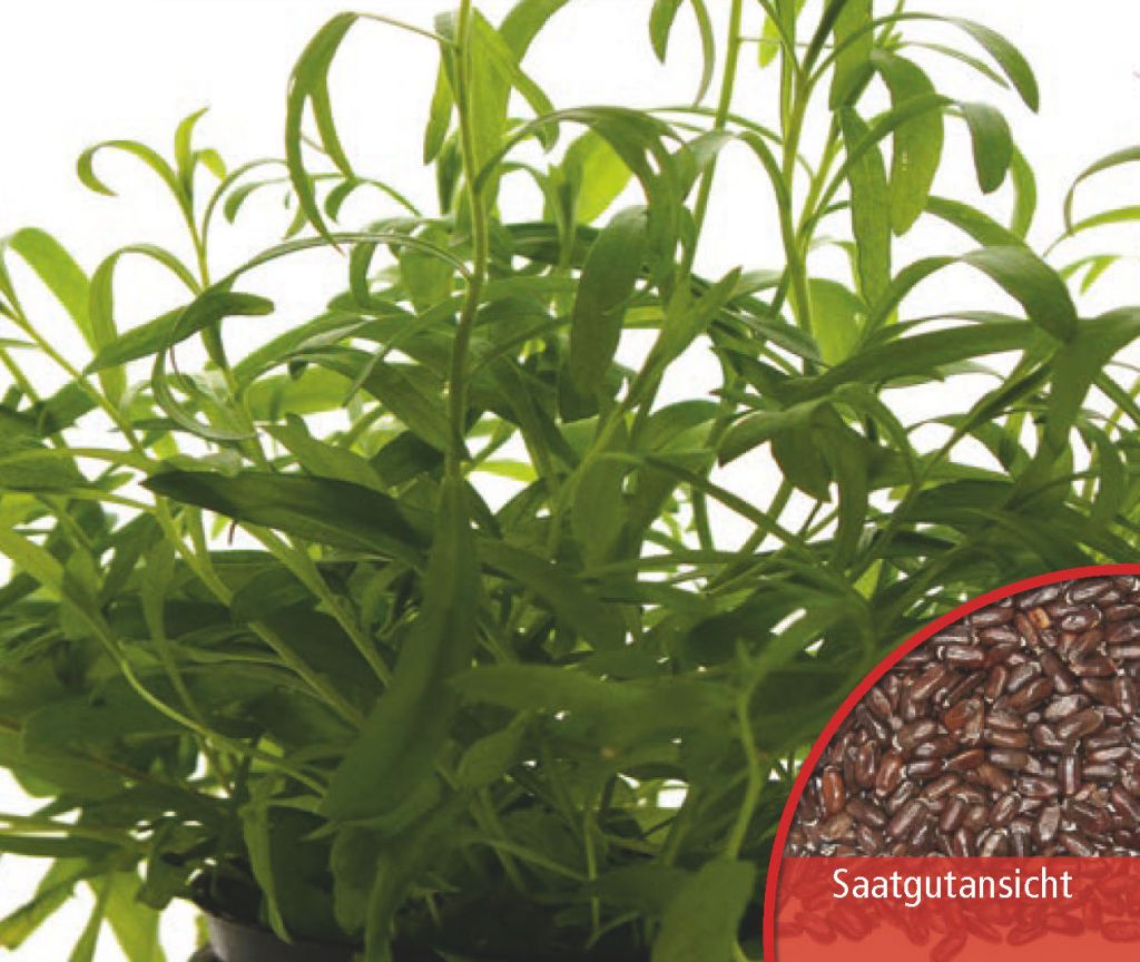 Estragon Samen, Artemisia dracunculus, Dürr Samen