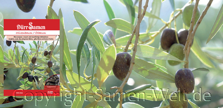Samen Olivenbaum, Ölbaum, Olea europaea, Samen Dürr