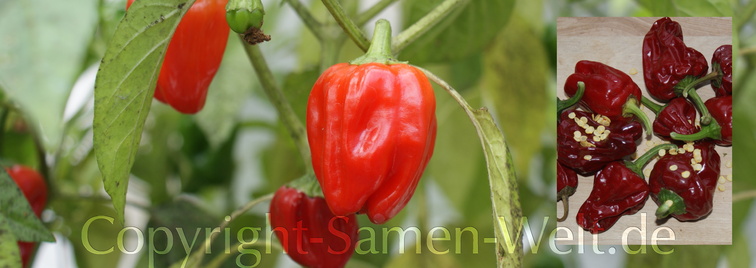 Samen Chili, Chilisamen Big Jamaican Red Habanero C. chinense Schärfe