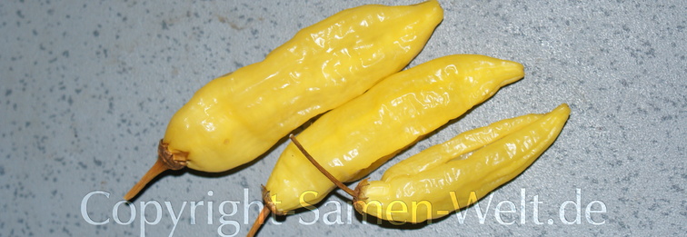 Samen Chili, Chilisamen Lemon Drop C. baccatum Schärfe 7