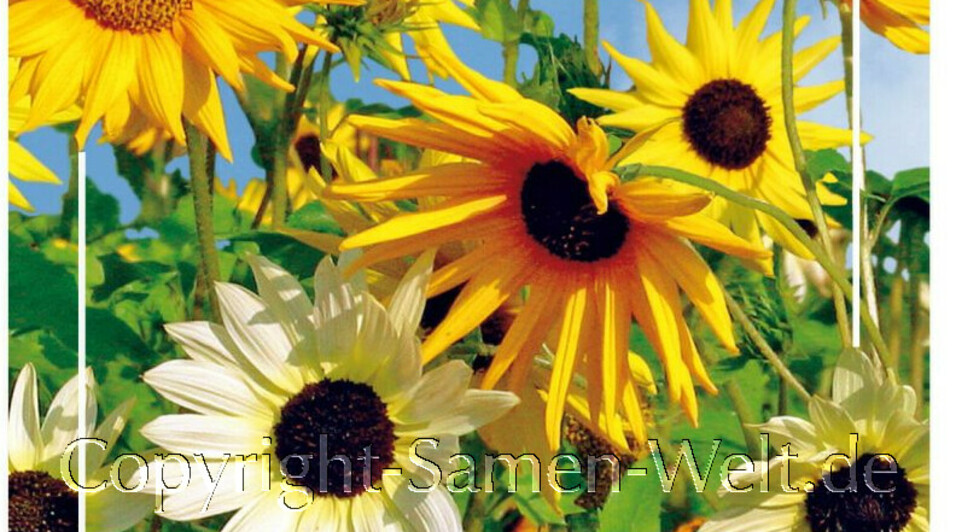 Sonnenblumen Samen Esther Helianthus