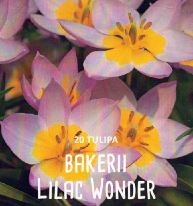 20 Tulpen, Tulpenzwiebeln Bakerii Lilac Wonder, botanische Wild-Tulpe, Blumenzwiebeln