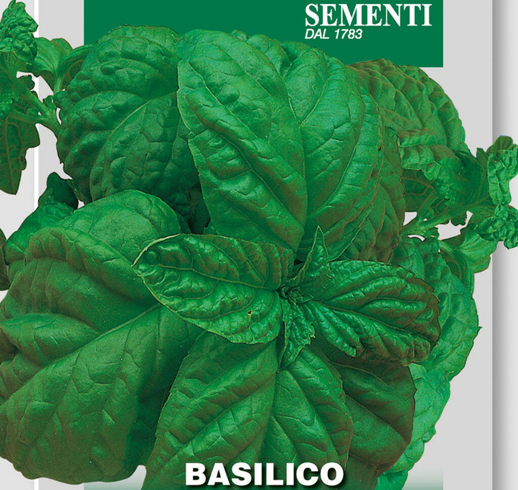 Samen Basilikum, Basilicum, Basilico Bolloso Napolitano, Ocimum basilicum L., Franchi Sementi
