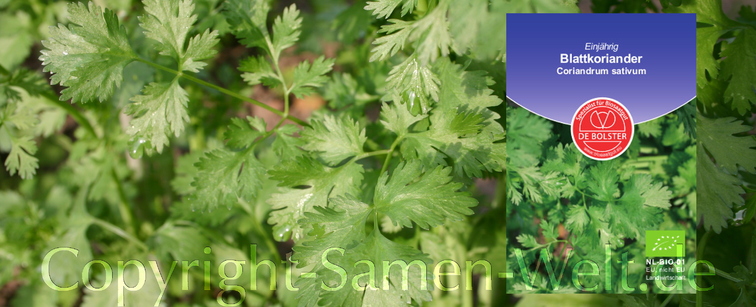 Bio Samen, Blattkoriander, Coriandrum sativum, De Bolster