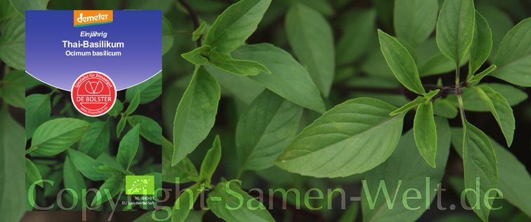 Bio Samen, Thai-Basilikum, Ocimum basilicum, De Bolster