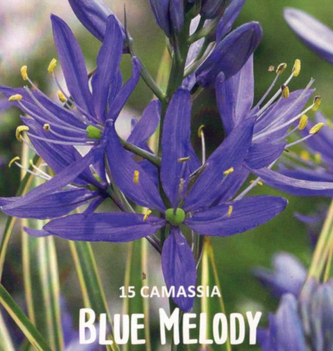 Lilie, Blue Melody, essbare Präriekerze, Camassia Zwiebeln, 15 Blumenzwiebeln Lefeber