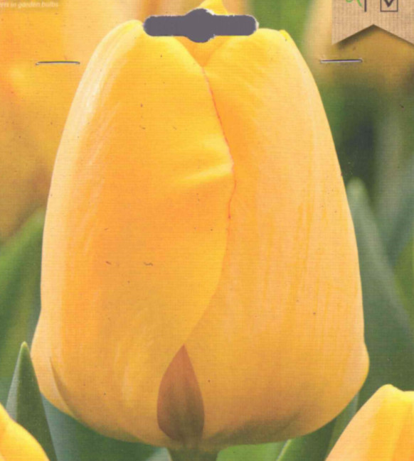 Blumenzwiebeln, 8 Tulpenzwiebeln Golden Apeldoorn gelbe Darwin Tulpe 55 cm hoch