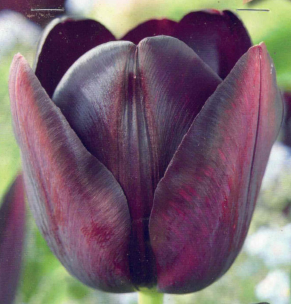 Blumenzwiebeln, 8 Tulpenzwiebeln Queen of Night Darwin Tulpe 60 cm hoch