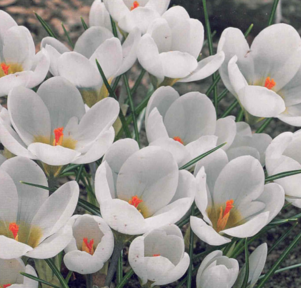 Blumenzwiebeln, 20x botanischer Krokus Ard Schenk zur Verwilderung