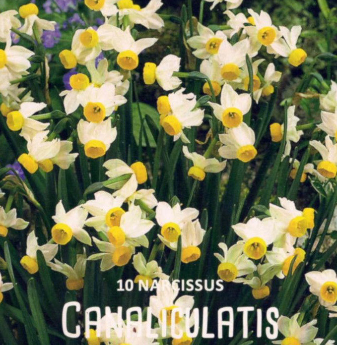 Blumen im Steingarten, Zwergnarzisse, duftende Tazetta, Narzissenzwiebeln, Narzissus canaliculatis, 10 Blumenzwiebeln