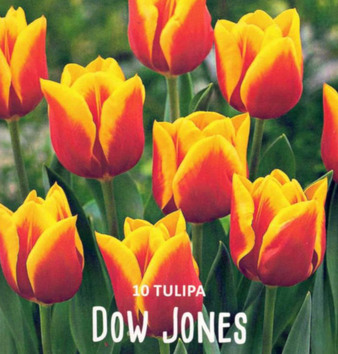 Tulpen, Tulpenzwiebeln Lefeber Dow Jones, mittelfrühe Triumph, Höhe 45 cm, 10 Blumenzwiebeln