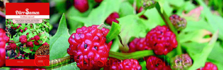 Samen, Erdbeerspinat, Chenopodium toliosum, Dürr Samen