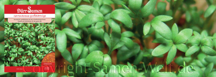 Samen Gartenkresse großblättrige, Lepidium sativum, Samen Dürr