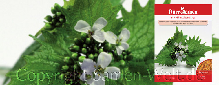 Samen Knoblauchsrauke, Alliaria petiolata, Samen Dürr