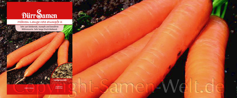Samen Möhren Lange rote stumpfe 2, Wurzeln, Karotte, Daucus carota, Samen Dürr