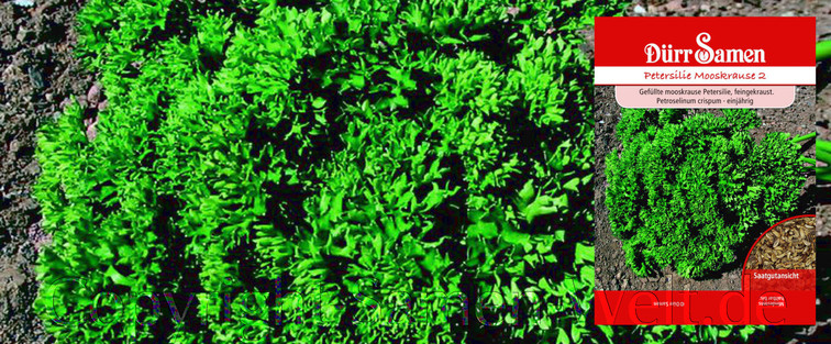 Samen Petersilie Mooskrause 2, Petroselinum crispum, Samen Dürr