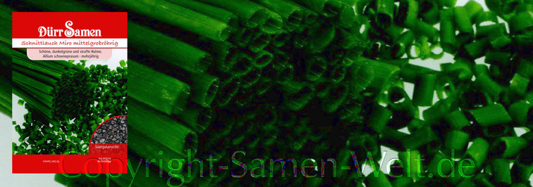 Samen Schnittlauch mittelgrobröhrig, Allium schoenoprasum, Samen Dürr