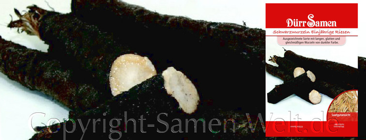 Samen Schwarzwurzeln Einjährige Riesen, Scorzonera hispanica, Samen Dürr
