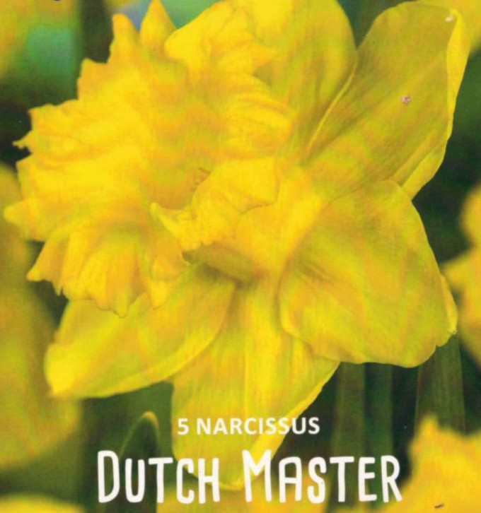 Frühlingsblumen, klassische Narzissen, Osterglocken Dutch Master, Narcissus trompet, 8 Blumenzwiebeln