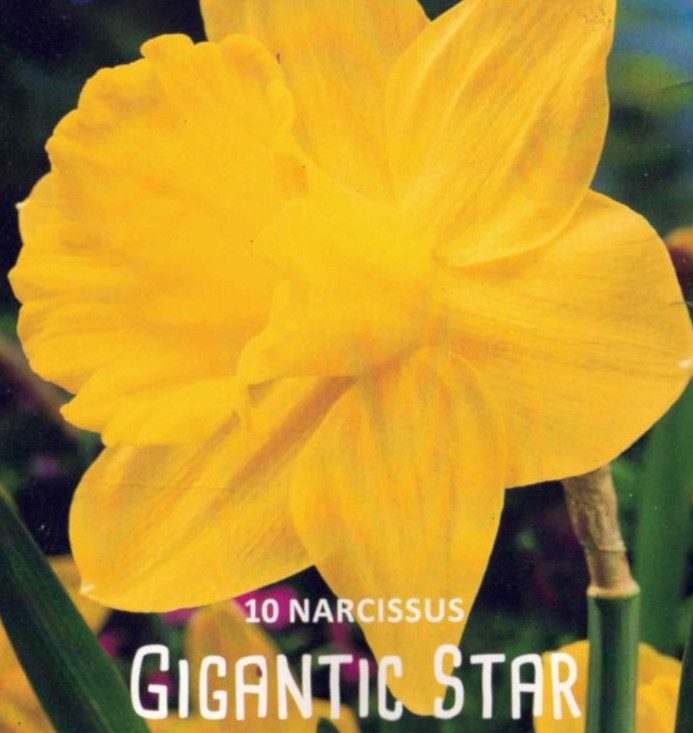 10 Blumenzwiebeln, Narzissen, Osterglocken, Lefeber Gigantic Star, großkronig, Narcissus