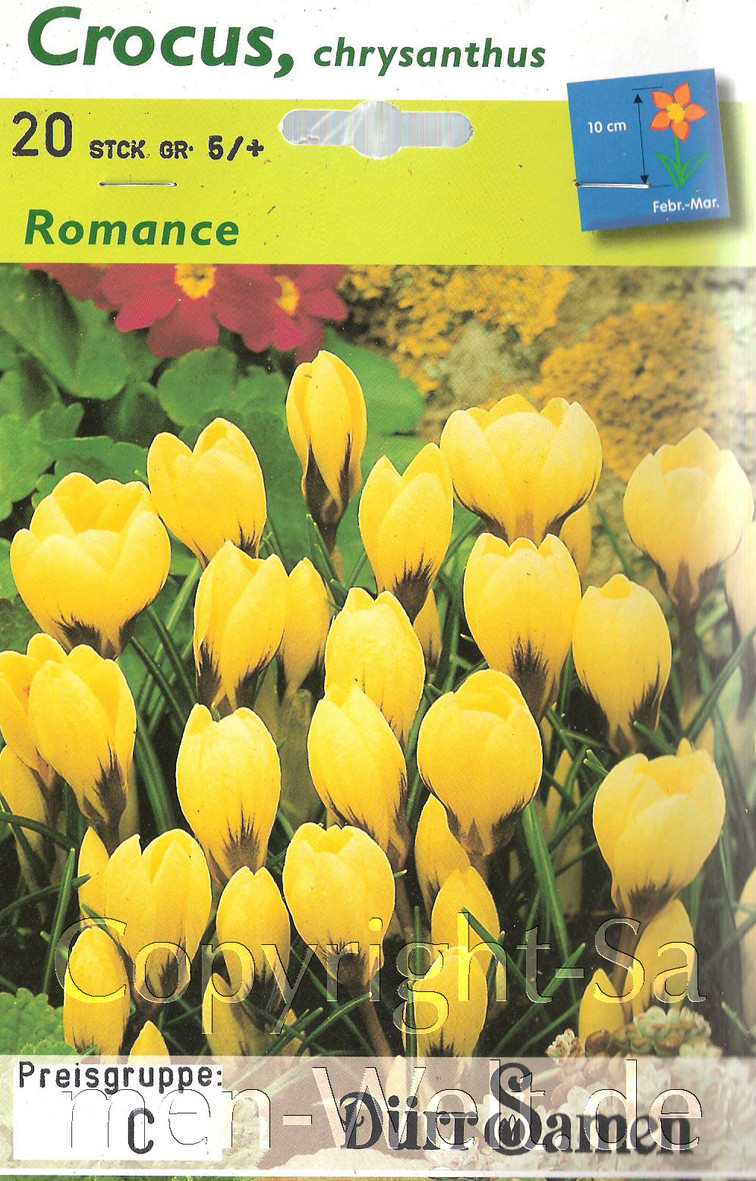 Krokusse Romance, Crocus chrysanthus, 20 Blumenzwiebeln
