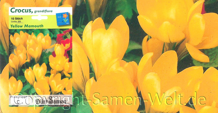 Krokusse Yellow Mamouth, Crocus grandiflora, 20 Blumenzwiebeln