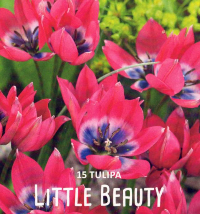 Tulpen, Tulpenzwiebeln, Lefeber Little Beauty, botanische Wild-Tulpe, Höhe 15 cm, 15 Blumenzwiebeln