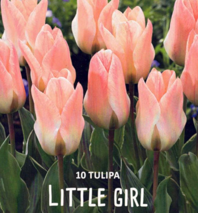 Tulpen, Tulpenzwiebeln, Lefeber Little Girl, botanische Greigii, Höhe 15 cm, 10 Blumenzwiebeln