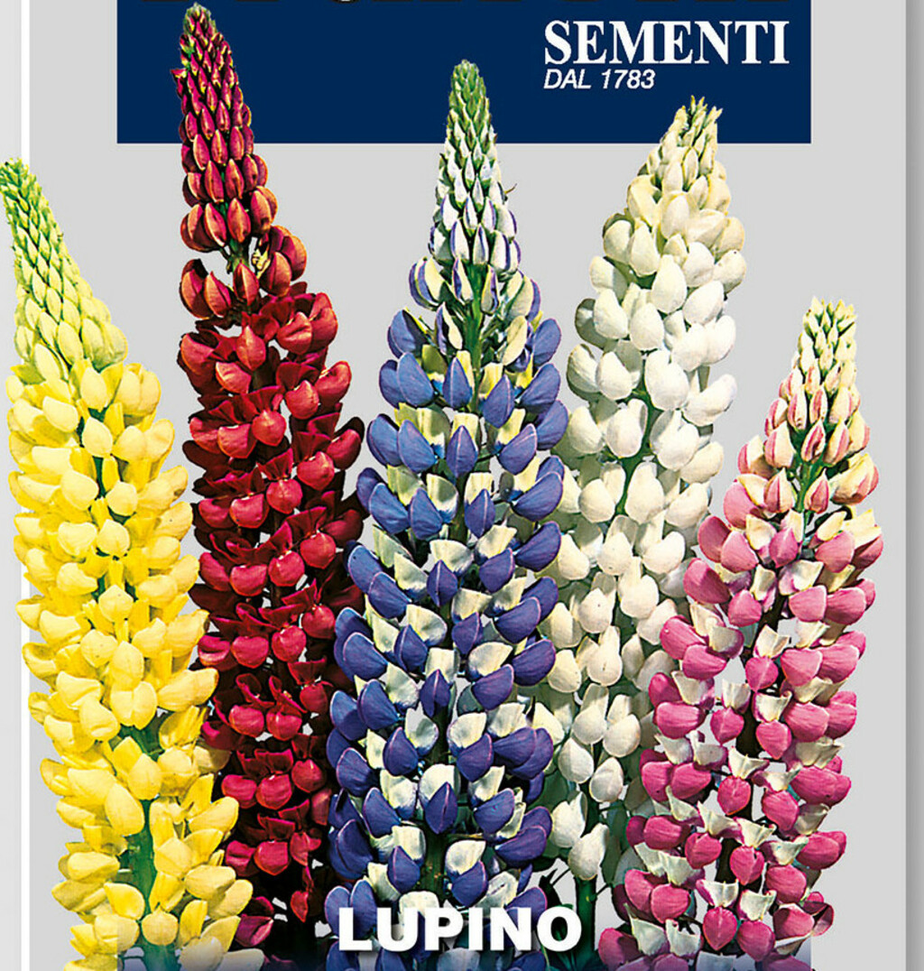 Samen Lupine Staudenlupine Alto Multicolor, hohe Mischung, Franchi