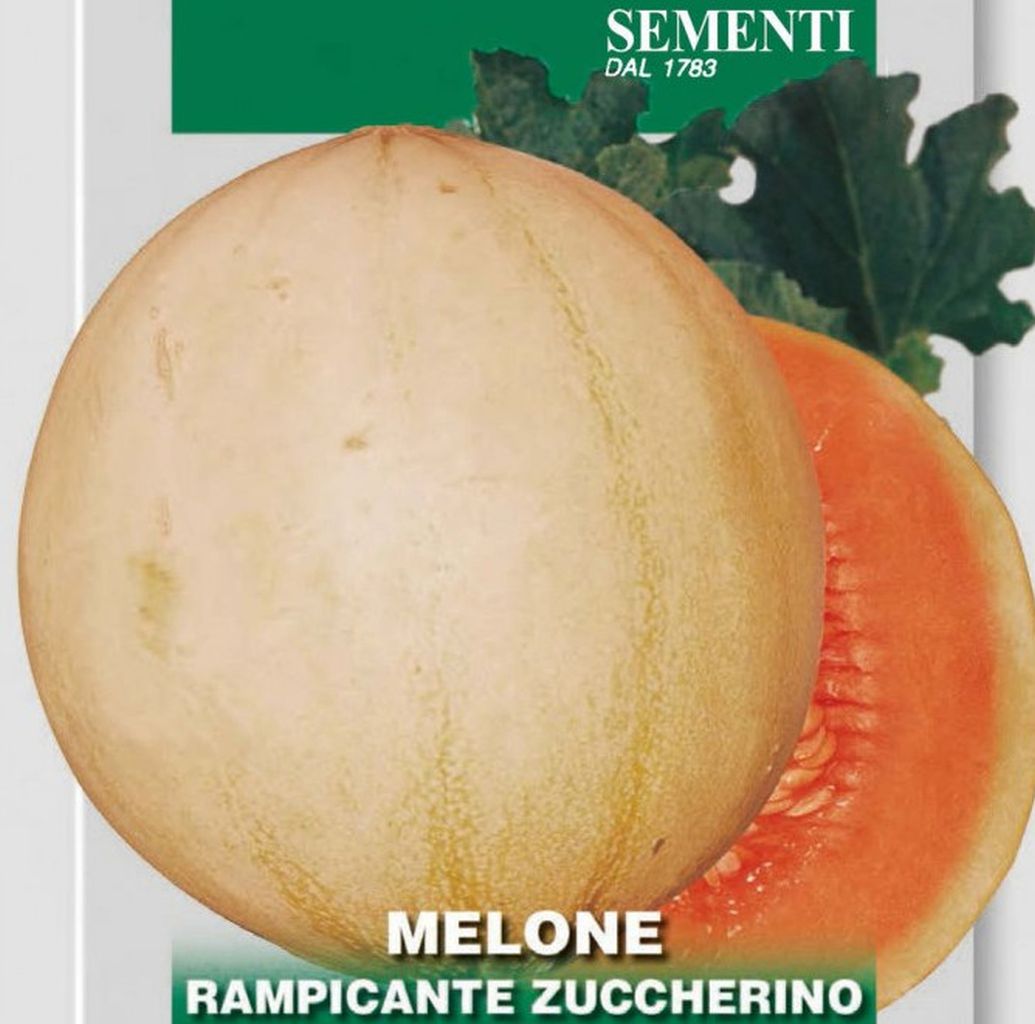 Samen Melone Rampicante Zuccherino, Cucumis melo L., Franchi Sementi