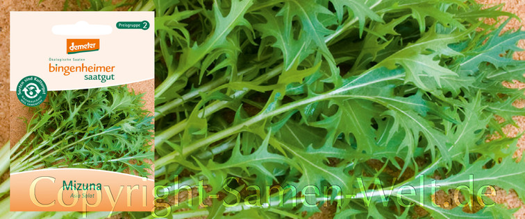 Asia Salat Mizuna, rasch wachsendes Salatkraut, Brassica rapa var. japonica, Bio Samen Bingenheimer, Demeter