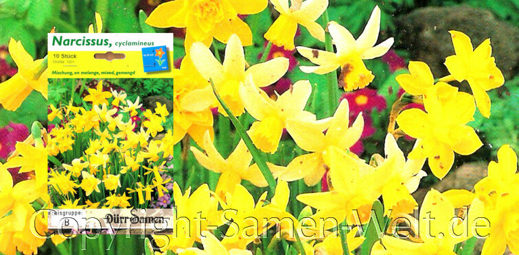 Narzissen, Osterglocken Mischung, Narcissus cyclamineus, 10 Blumenzwiebeln