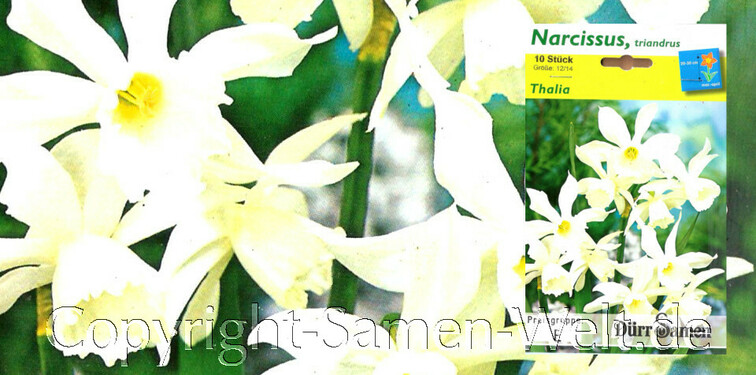 Narzissen, Osterglocken Thalia, Narcissus triandrus, 10 Blumenzwiebeln