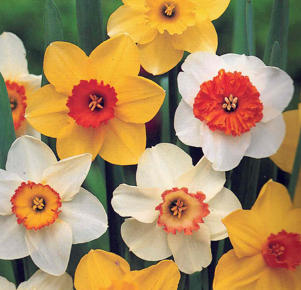 Narzissen, Osterglocken bunte Mischung, Narcissus cyclamineus, 8 Blumenzwiebeln