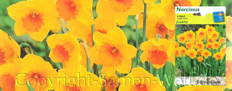 Narzissen, Osterglocken Juanita, Narcissus, 8 Blumenzwiebeln