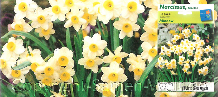 Narzissen, Osterglocken Minnow, Narcissus tazetta, 10 Blumenzwiebeln