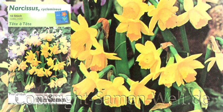 Narzissen, Osterglocken Tete a Tete, Narcissus cyclamineus, 10 Blumenzwiebeln