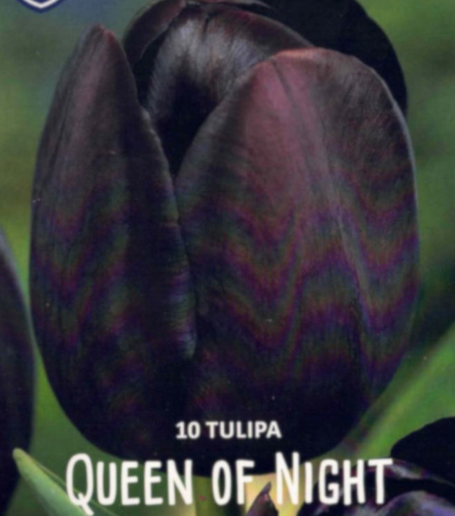 Tulpen, Tulpenzwiebeln Lefeber Queen of Night, einfache späte Tulpe, Höhe 60, 10 Blumenzwiebeln