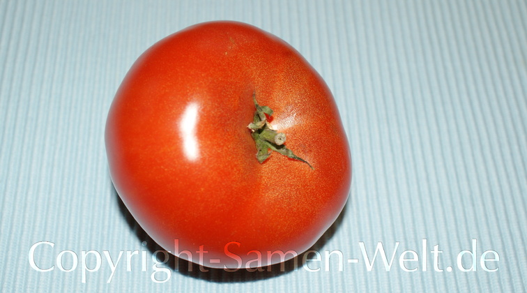 Samen Tomaten Samen Saint Pierre Stabtomate Lycopersicum l.