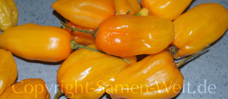 Samen Chili, Chilisamen Raja Mirch Yellow C. chinense Schärfe 10++