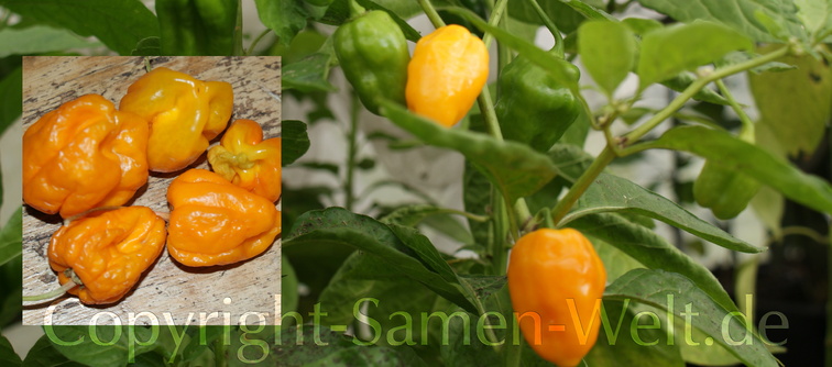 Samen Chili, Chilisamen Trinidad Scorpion Orange C. chinense Jacquin Schärfe 10++