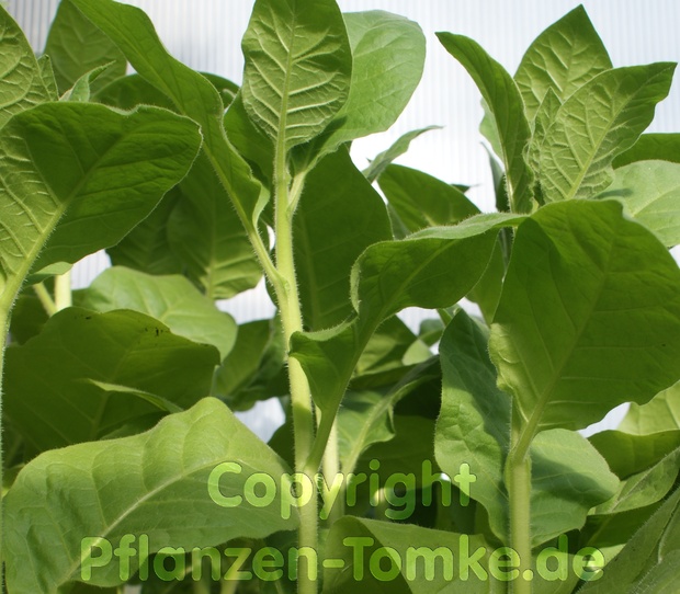 Tabaksamen Smyrna Orient Nicotiana tabacum