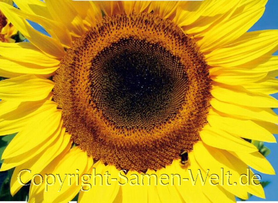 Sonnenblumen Samen Giganteus Helianthus annuus