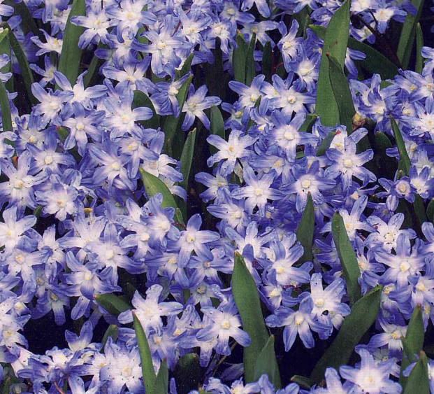 Schneestolz, Sternhyazinthe, 30 Chionodoxa Luciliae