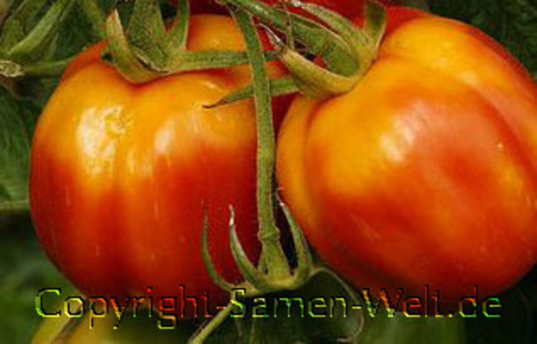 Samen Tomatensamen Red Pear Fleischtomate Lycopersicum l.