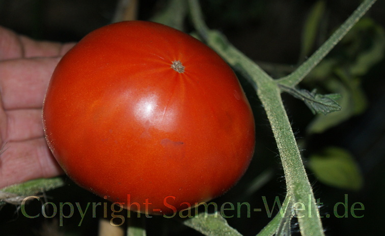 Samen Tomatensamen Pantano Fleischtomate Lycopersicum l.