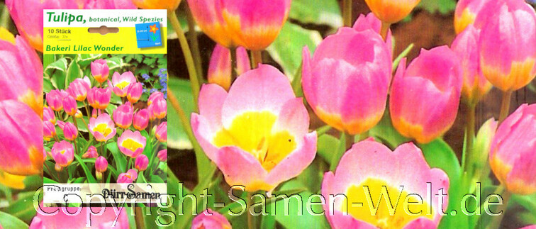 Tulpen Bakeri Lilac Wonder Tulipa, botanical, Wild Spezies, 10 Blumenzwiebeln