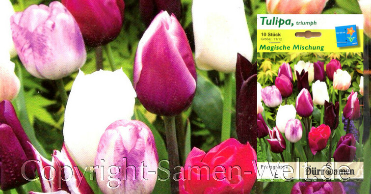 Tulpen Magische Mischung, Tulipa, triumpf, 10 Blumenzwiebeln