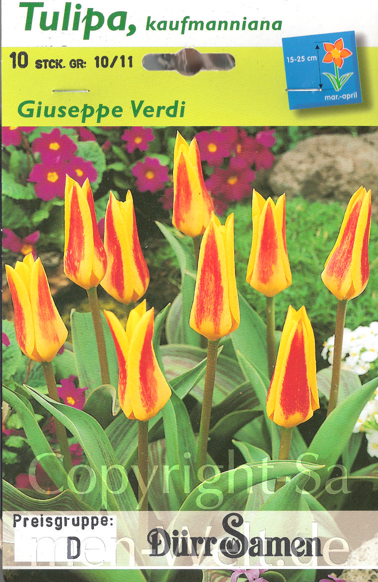 Tulipa, Tulpen Giuseppe Verdi, 10 Blumenzwiebeln